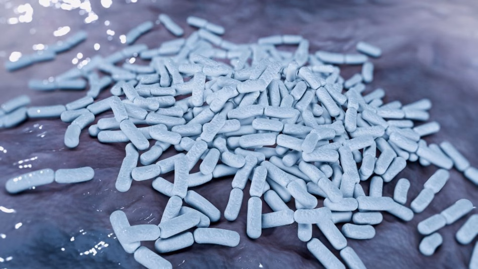 bakterie z rodzaju Lactobacillus