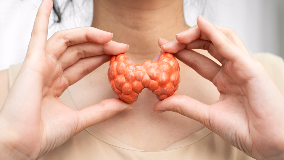 Osoba trzymająca model anatomiczny tarczycy na wysokości szyi