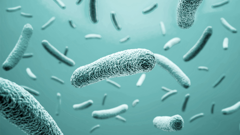 Mikroskopowy widok bakterii