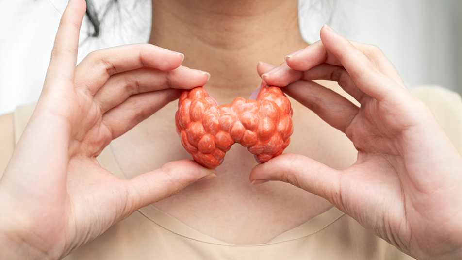 Osoba trzymająca model anatomiczny tarczycy na wysokości szyi