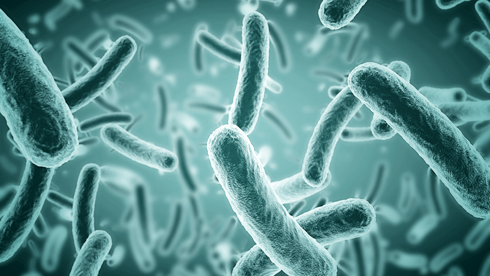 Mikroskopowe zbliżenie bakterii probiotycznych na zielonym tle, przedstawiające ich strukturę i kształt.