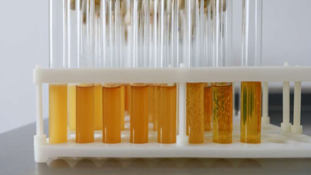 geozgodność szczepów